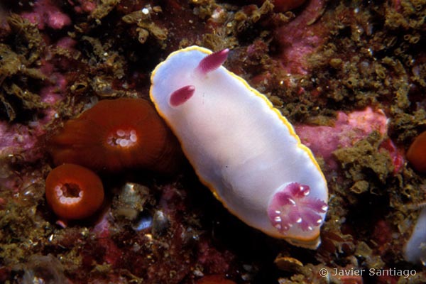 Rudmania purpurea