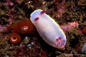 Rudmania purpurea