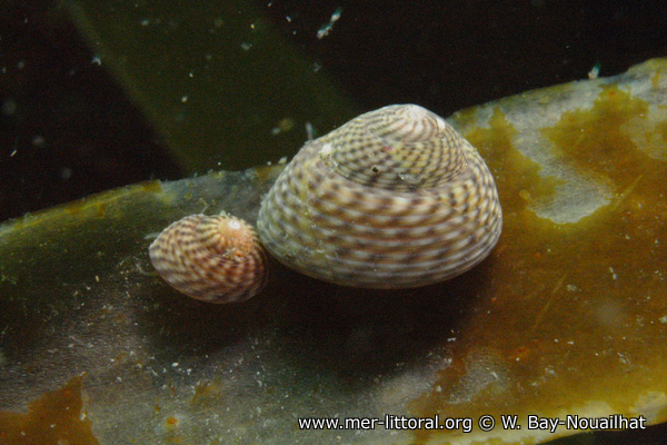 Steromphala cineraria