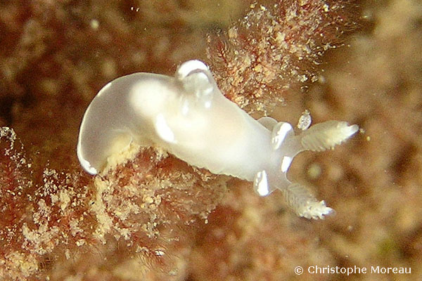 Trapania pallida