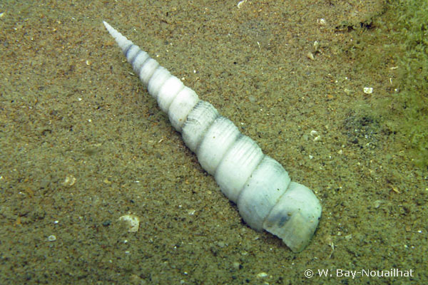 Turritellinella tricarinata