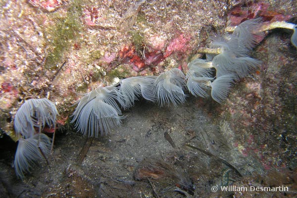 Protula tubularia