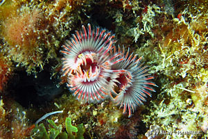 Serpula vermicularis