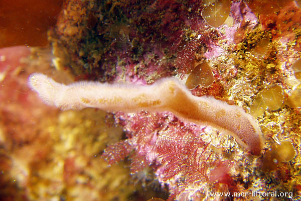 Alcyonidium gelatinosum