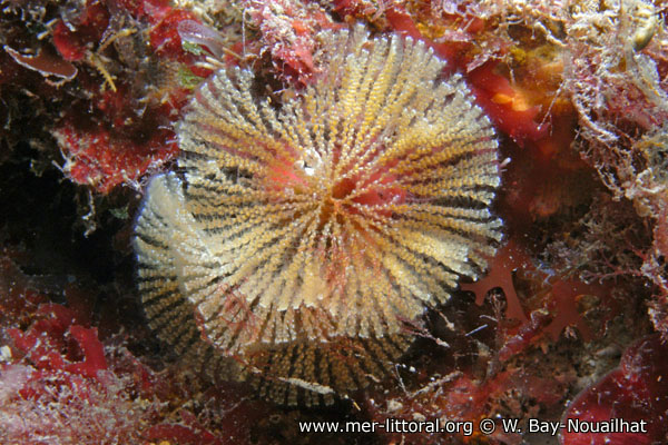 Bugulina calathus