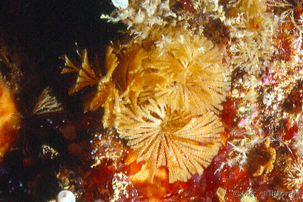 Bugulina turbinata