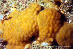 Cellepora pumicosa