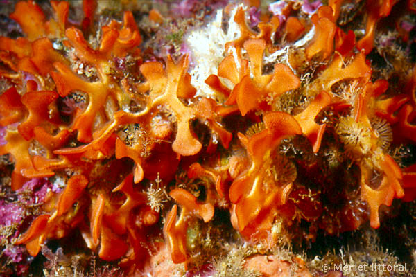 Pentapora fascialis