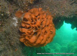 Pentapora foliacea