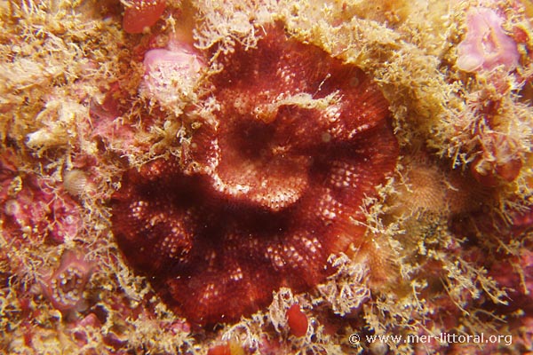 Schizobrachiella sanguinea