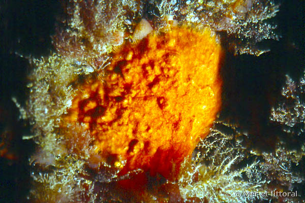 Schizomavella (Schizomavella) sarniensis