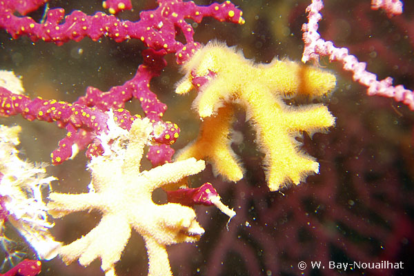 Turbicellepora avicularis