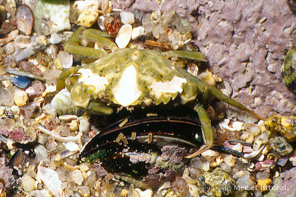 Carcinus maenas