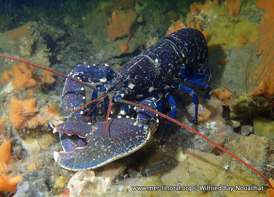 Homarus gammarus