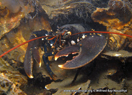 Homarus gammarus