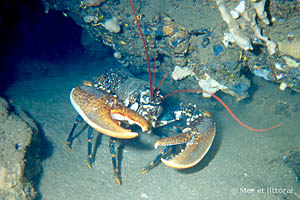 Homarus gammarus