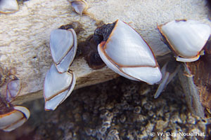 Lepas (Lepas) anatifera