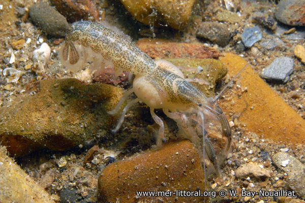 Upogebia stellata