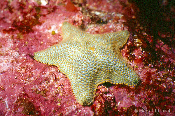 Asterina gibbosa