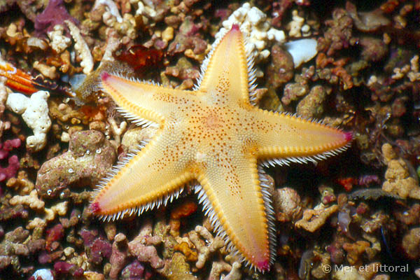 Astropecten irregularis