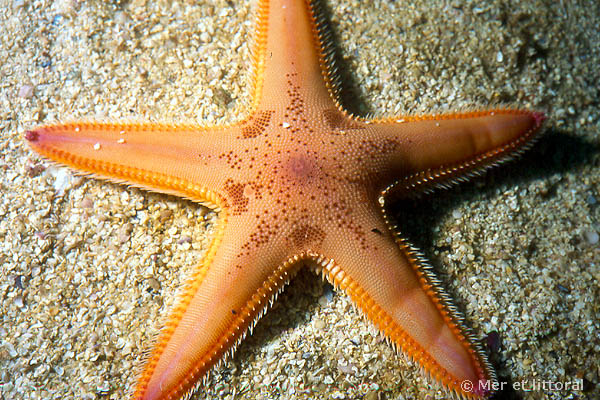 Astropecten irregularis