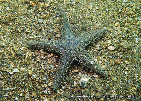 Astropecten platyacanthus