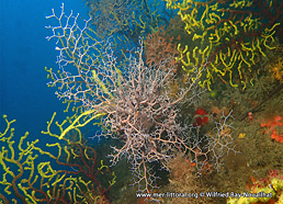 Astrospartus mediterraneus