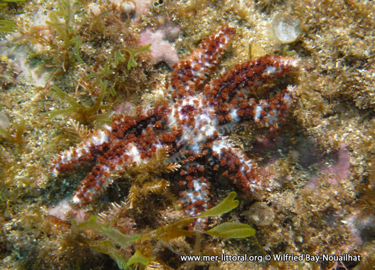 Coscinasterias tenuispina