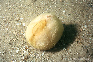 Echinocardium cordatum