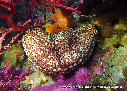 Holothuria (Platyperona) sanctori