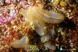 Ciona intestinalis