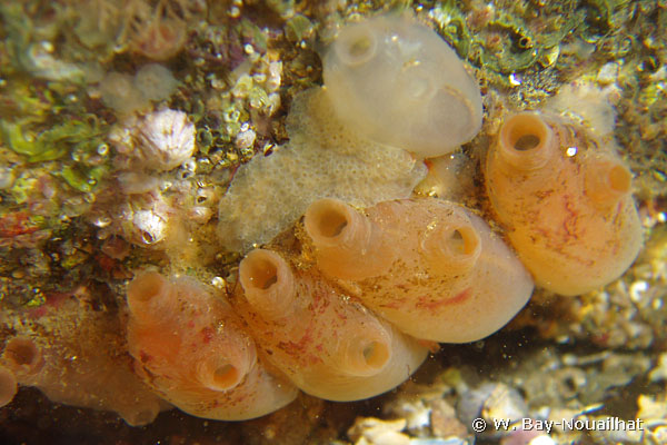 Corella eumyota