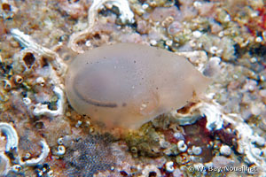 Corella eumyota