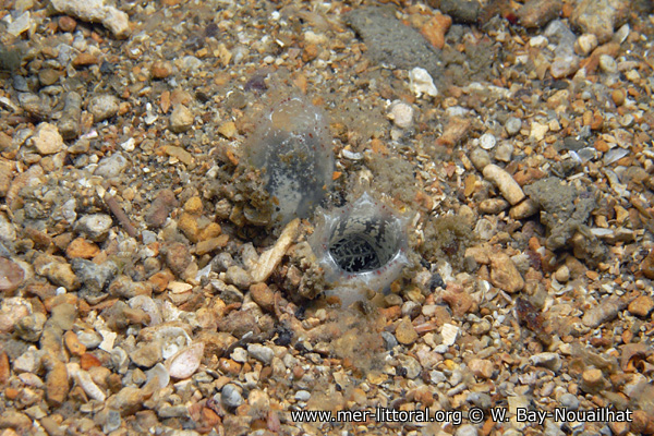 Molgula occulta