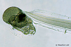 Oikopleura (Vexillaria) dioica