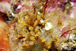 Pycnoclavella aurilucens