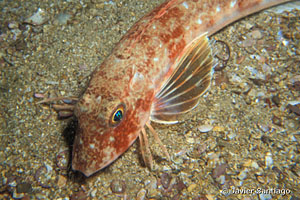 Chelidonichthys cuculus