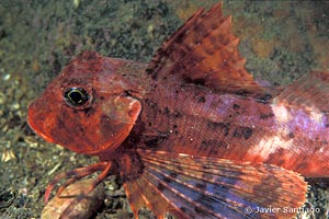 Chelidonichthys lastoviza