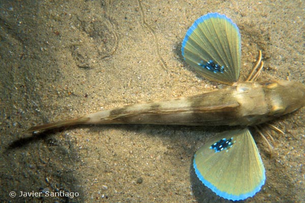 Chelidonichthys lucerna