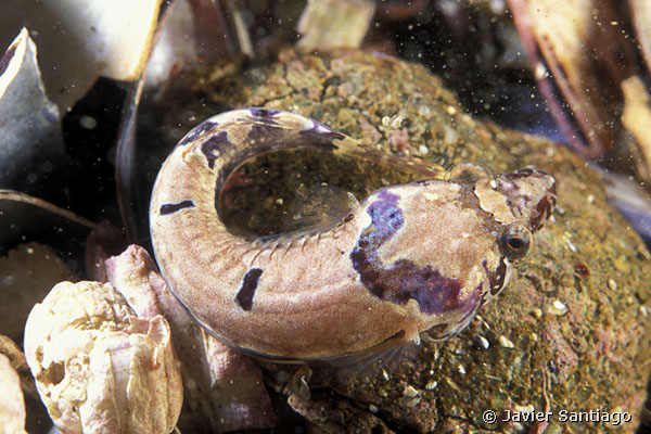 Diplecogaster bimaculata bimaculata