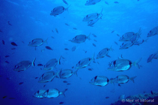 Diplodus vulgaris