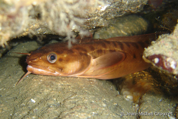 Gaidropsarus vulgaris