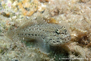 Gobius bucchichi