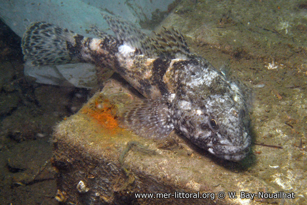 Gobius cobitis