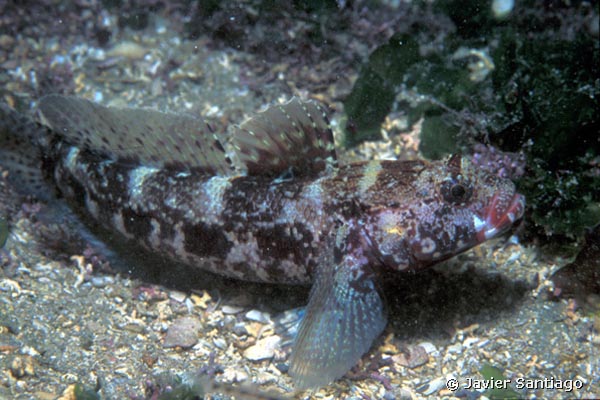 Gobius cruentatus