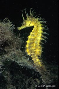 Hippocampus guttulatus