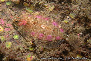 Phrynorhombus norvegicus