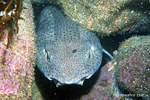 Scyliorhinus canicula