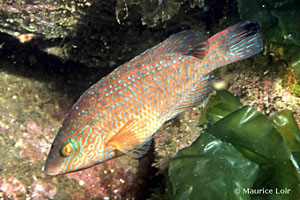 Symphodus melops