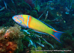 Thalassoma pavo